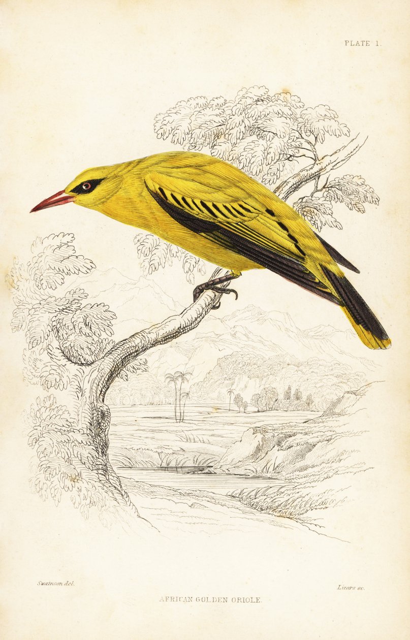 Afrikkalainen kultapiipari, Oriolus auratus. William Lizarsin käsin väritetty teräskaiverrus William Swainsonin mukaan Sir William Jardinen Naturalist