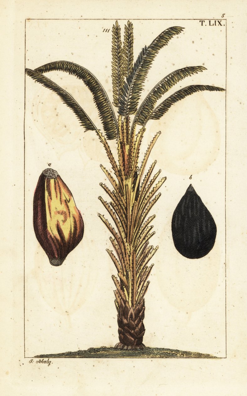 Afrikkalainen öljypalmu hedelmillä, Elaeis guineensis. tekijältä Unbekannter Künstler
