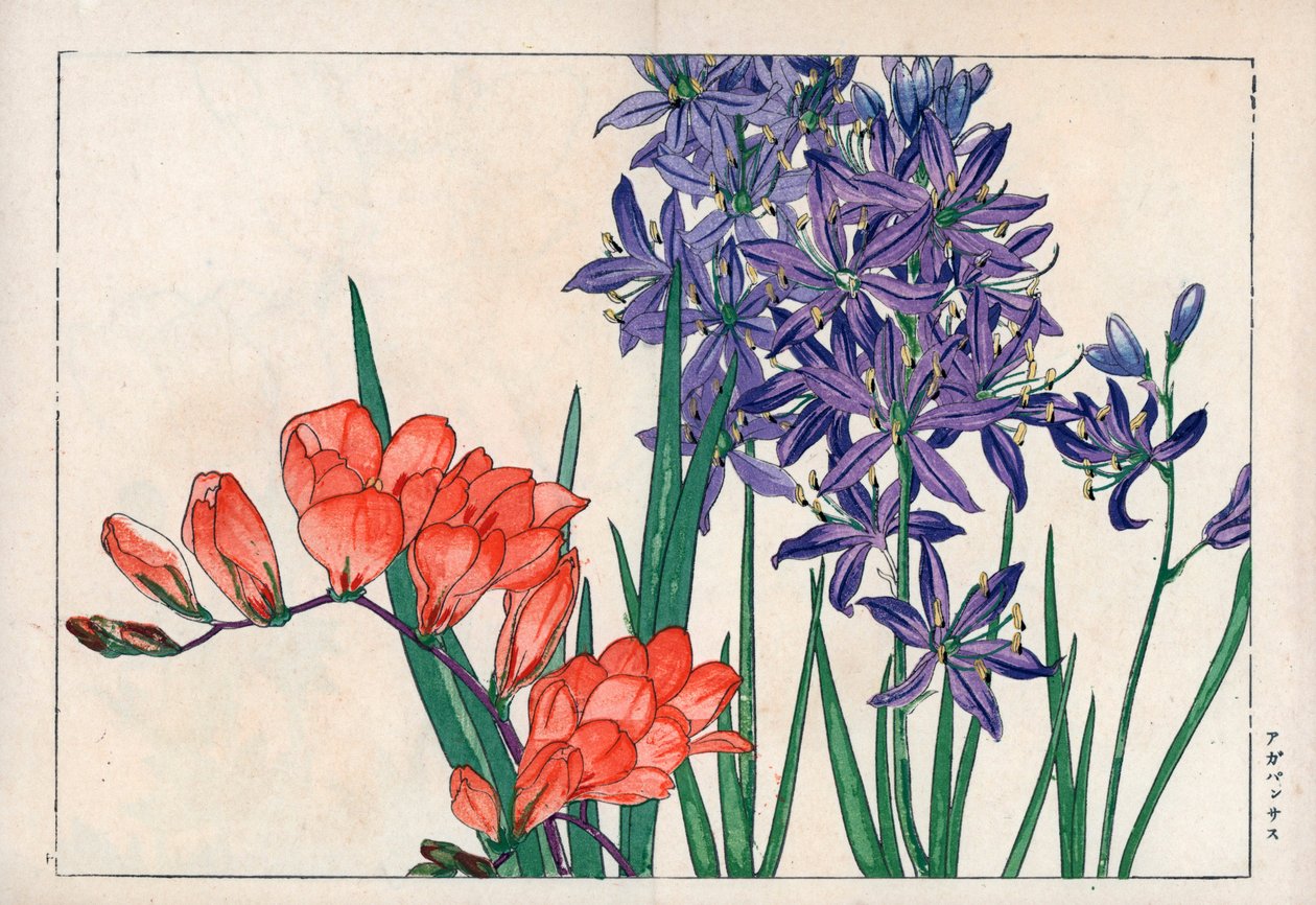 Agapanth tai Niilin lilja (sininen) ja freesia. Afrikkalainen lilja, Agapanthus africanus, ja freesia, Freesia refracta. Käsinvärjätty puupiirros Konan Tanigamin teoksesta "Seiyou Sokazufu" (Kuvakirja läntisistä kasveista ja kukista: kevät), Unsodo, Kyo. tekijältä Unbekannter Künstler
