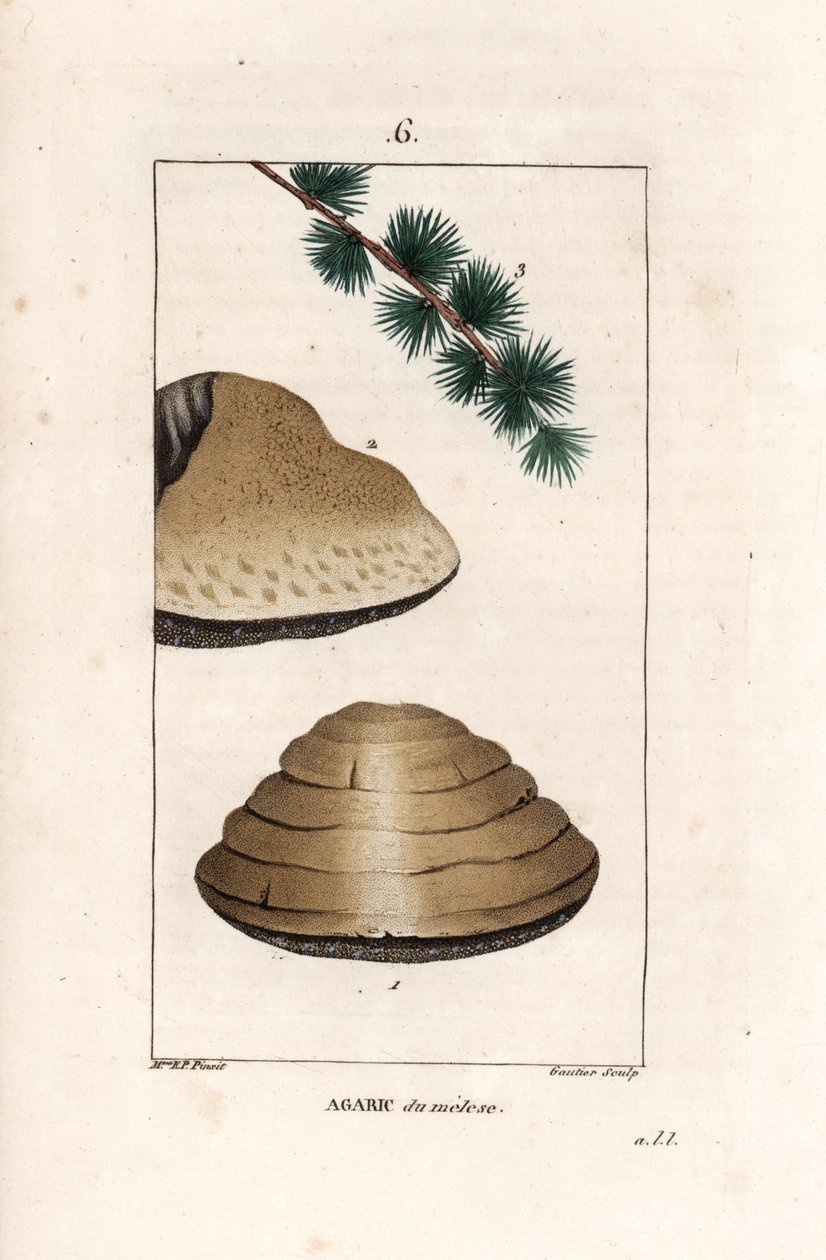 Agaric du meleze - Gautierin kaiverrus Ernestine Panckoucken (1784-1860) piirroksesta, otettu teoksesta La flore medicale, de Chaumeton, Poiret et Chamberet, Paris 1830 - Valkoinen yösieni, Tricholoma album, ja sen lehtikuusen isäntäkasvin oksa - Kaiverrus tekijältä Unbekannter Künstler