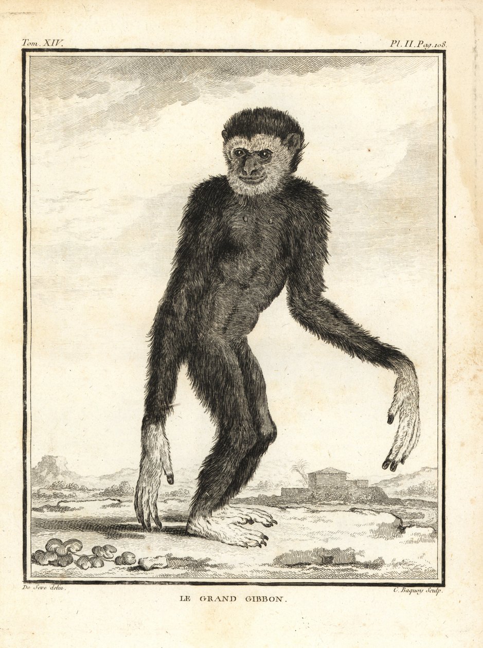 Ketterä gibbon, Hylobates agilis. Kääntynyt. Iso gibbon. C. Baquoyn kuparikaiverrus Jacques de Seven kuvituksen mukaan, Georges-Louis Leclerc, Comte de Buffonin teoksesta Histoire Naturelle, Imprimerie Royale, Pariisi. tekijältä Unbekannter Künstler