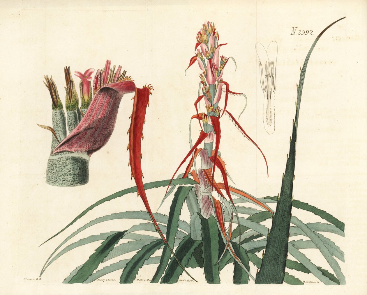 Aguava, Bromelia alsodes (kapealehtinen ananas, Bromelia sylvestris). Weddellin käsin tekemä kuparikaiverrus John Curtisin kasvitieteellisen kuvituksen mukaan, William Curtis