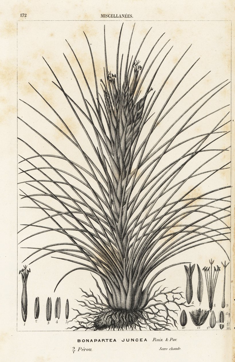 Ilmakasvi, Tillandsia juncea (Bonapartea juncea). Käsin väritetty litografia Louis van Houtten ja Charles Lemairen teoksesta Flowers of the Gardens and Hothouses of Europe, Flore des Serres et des Jardins de l