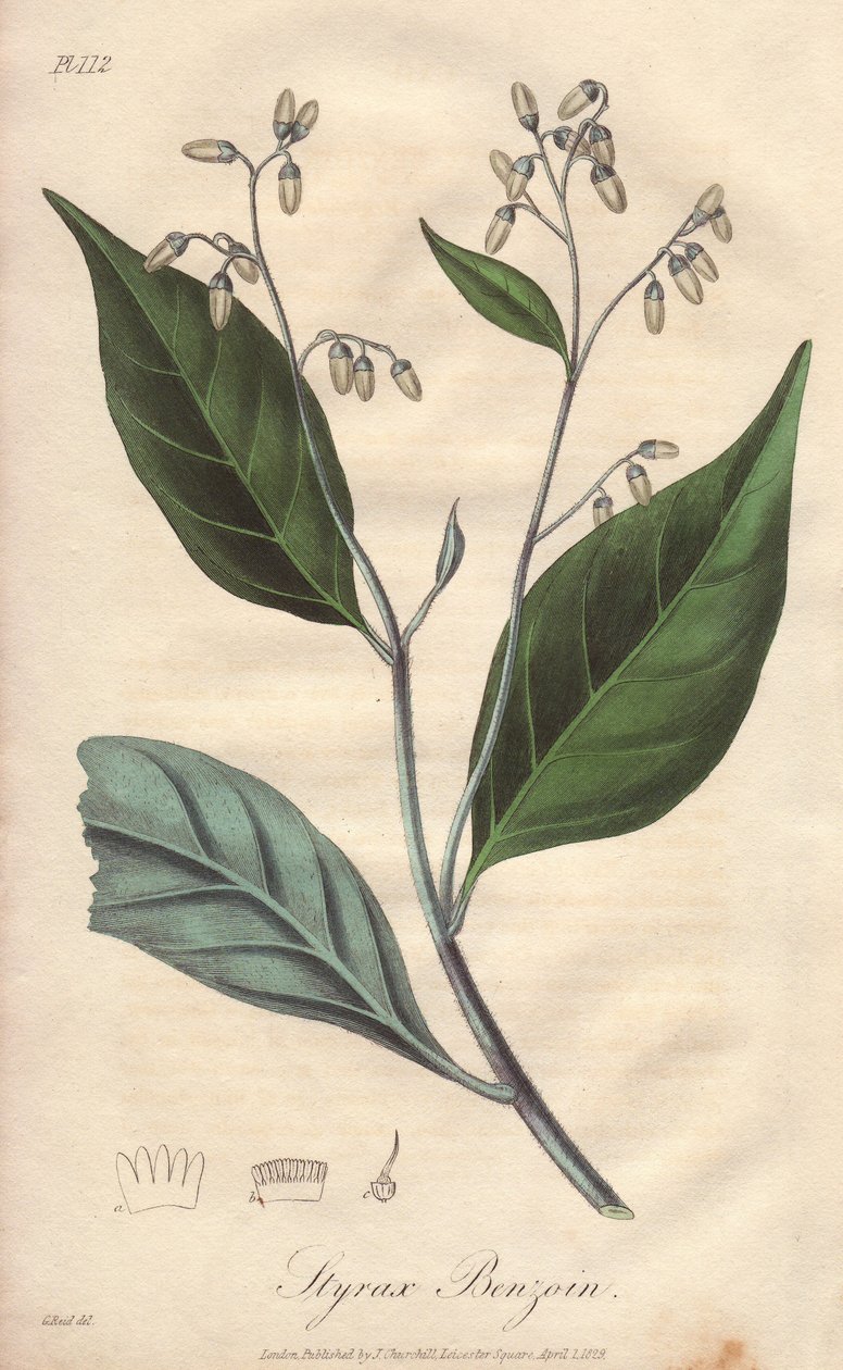 Alibouffier tai styrax (Styrax benzoin) - William Clarken vahva vesi, joka kuvittaa John Stephensonin ja James Morss Churchillin "Medical Botanical, Description of the Medicinal Plants of London, Edinburgh, and Dublin" -teosta, jonka John Chur julkaisi Lon tekijältä Unbekannter Künstler