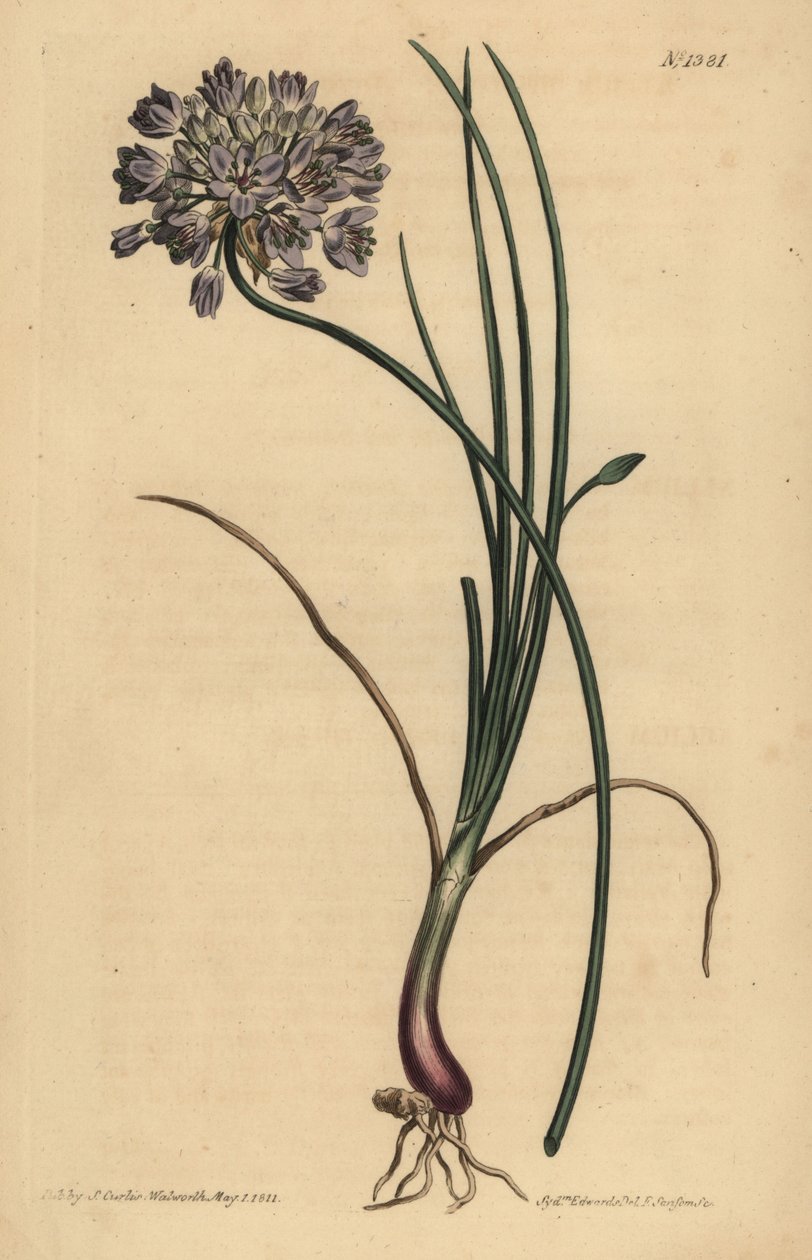 Allium starryum (Jonquil-lehtinen valkosipuli tekijältä Unbekannt