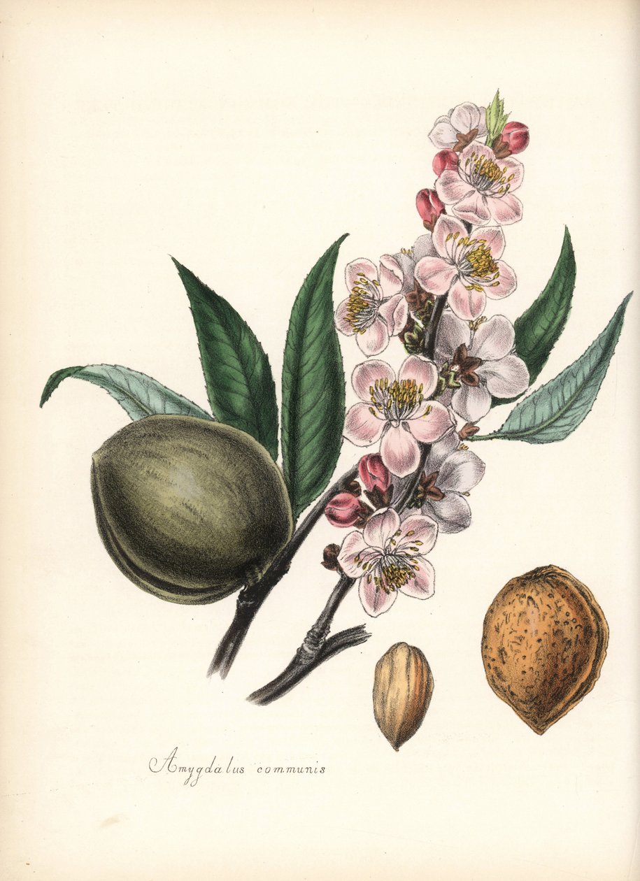 Manteli - Yleinen manteli, Prunus amygdalus (Amygdala communis), kukinto, lehti, hedelmä ja siemen (pähkinä). Chabotsin käsin värittämä sinkografia, jonka on piirtänyt neiti M. A. Burnett teoksesta "Plantae Utiliores: or Illustrations of Useful Plants", Wh tekijältä Unbekannter Künstler