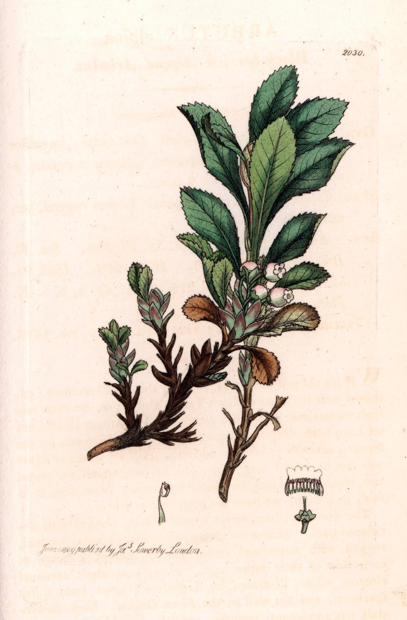 Alpine Busserole tai Alpine Bear Grape (Arctostaphylos alpina) - Litografia perustuu James Sowerbyn piirustukseen Smith
