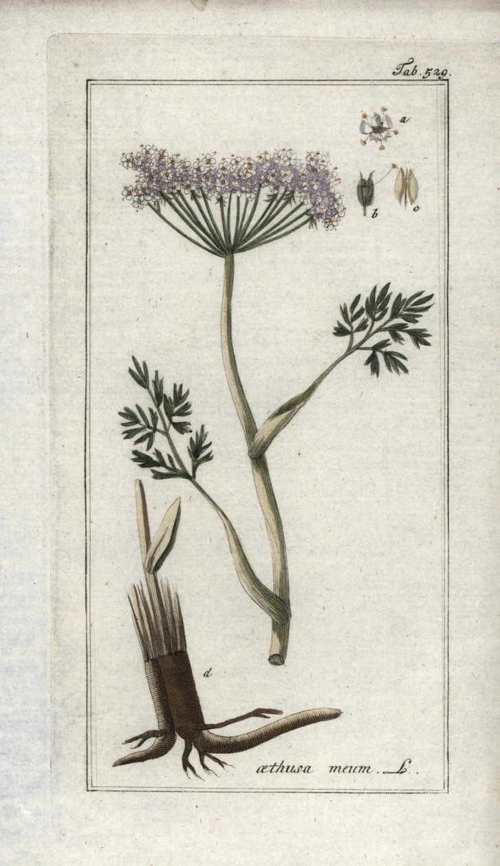Alppikervil tai vuoristoferenteli (Meum athamantium). Litografia Johannes Zornin (1739-1799) teoksesta "Afbeelding der Artseny-Gewassen", Alankomaat. tekijältä Unbekannter Künstler