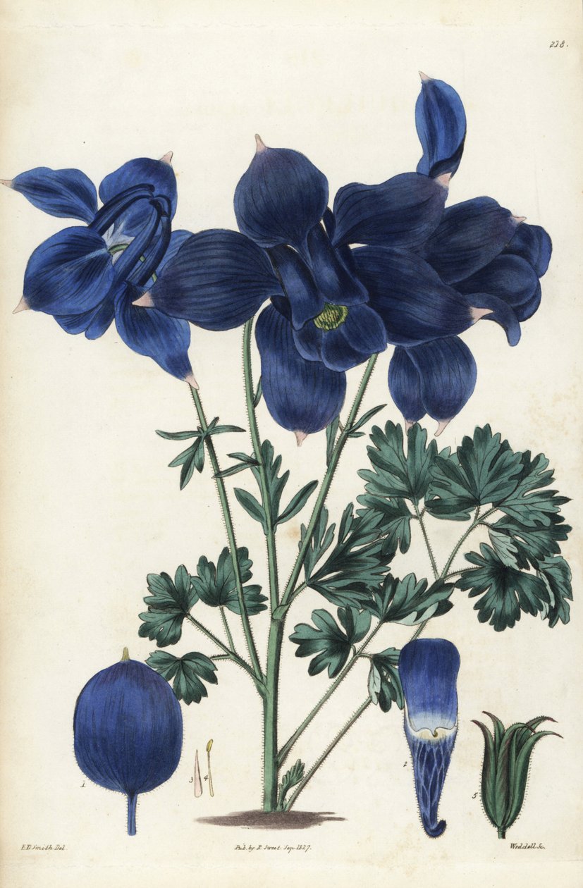 Alppikolumbiini, Aquilegia alpina. Weddellin käsin tekemä kuparikaiverrus Edward Dalton Smithin kasvitieteellisen kuvituksen mukaan Robert Sweetin teoksesta The British Flower Garden, Ridgeway, Lontoo. tekijältä Unbekannter Künstler