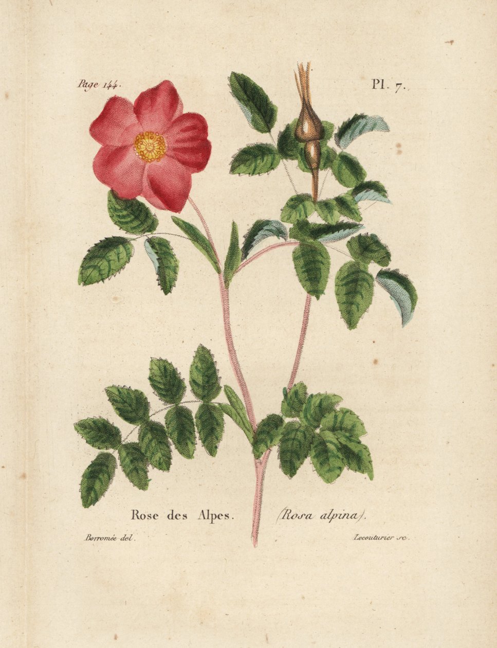 Alppiruusu, Alppiruusu, Rosa alpina. Lecouturierin käsin tekemä värillinen litografia Borromeen kasvitieteellisen kuvituksen mukaan, joka on peräisin Pierre Boitardin teoksesta Rose-Lover