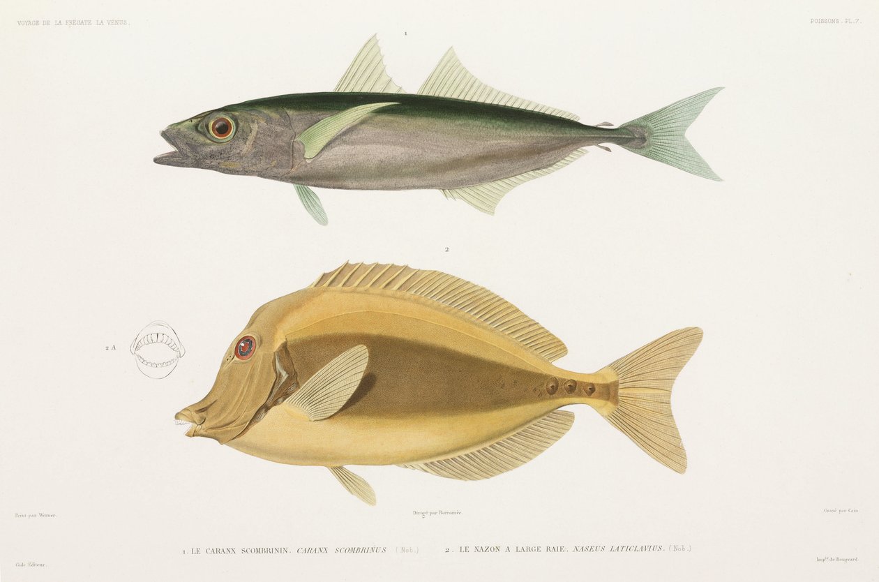 Amberstripe scad ja Razor surgeonfish tekijältä Unbekannter Künstler