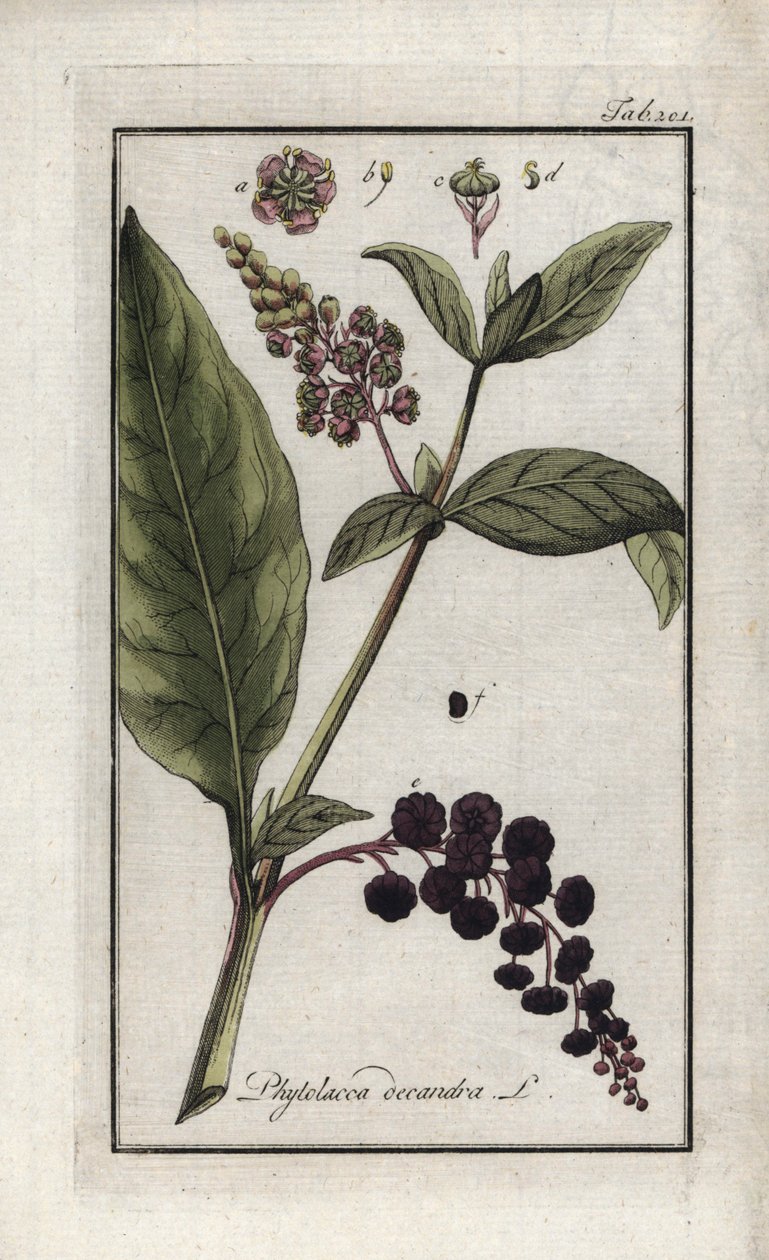 Cayennen tai Intian amerikkalainen viinirypäle (Phytolacca decandra). Liitoskuva Johannes Zornin (1739-1799) teoksesta "Afbeelding der Artseny-Gewassen", Alankomaat. tekijältä Unbekannter Künstler