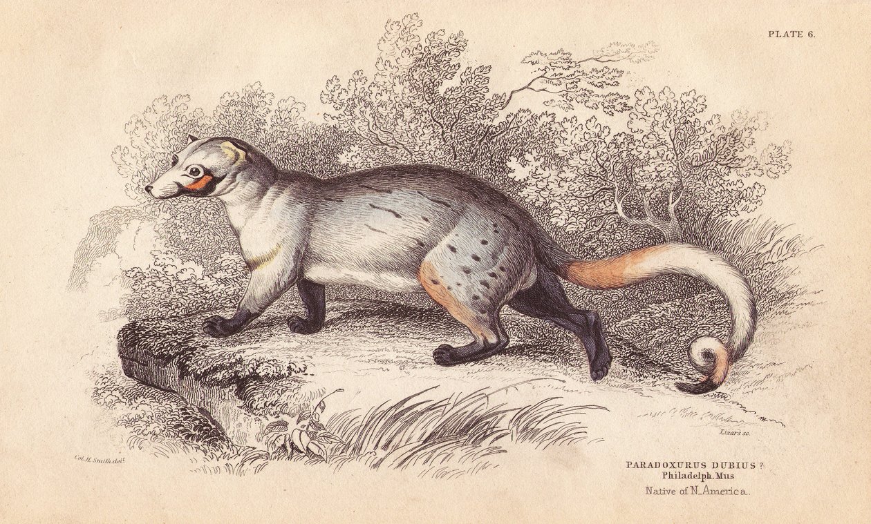 Amerikanparadoksi, Paradoxurus dubius. Philadelphian museossa olevasta yksilöstä. Lizarsin käsin väritetty teräskaiverrus Charles Hamilton Smithin kuvituksen mukaan William Jardinen Naturalist
