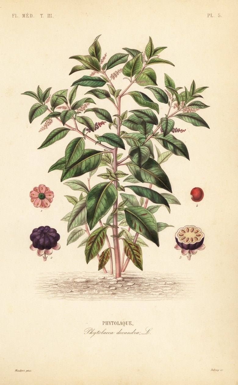 amerikkalainen kukkaro, Phytolacca americana, Phytolacca decandra, Phytolaque tekijältä Unbekannt