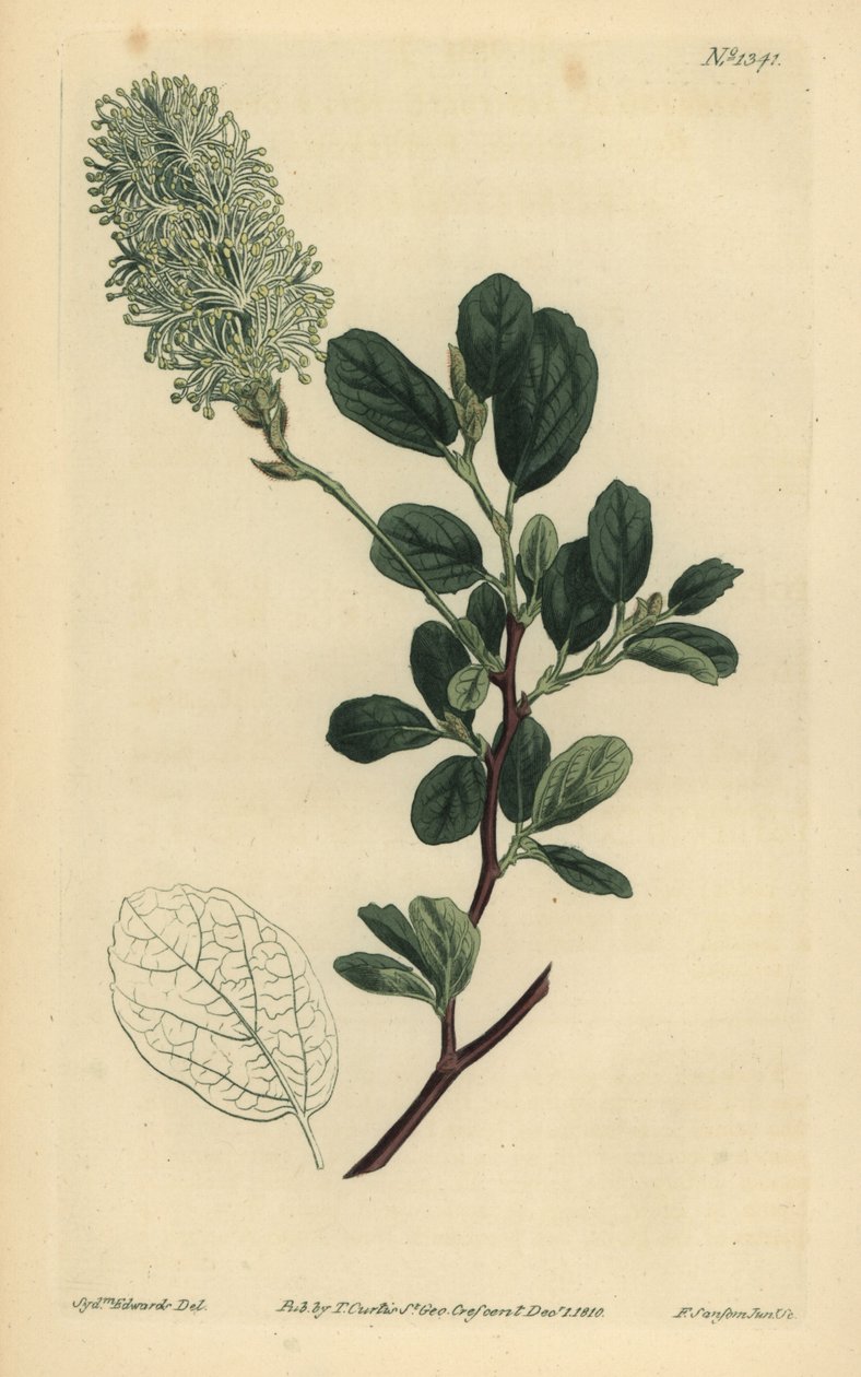 American Wych Hazel, Fothergilla gardenii (tylpälehtinen fothergilla, Fothergilla alnifolia obtusa) tekijältä Unbekannt