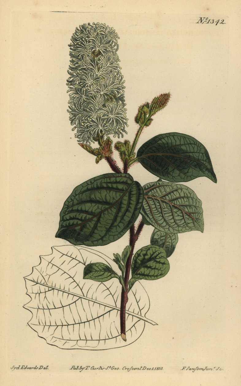 Amerikkalainen wych hassel, Fothergilla gardenii (leveälehtinen fothergilla, Fothergilla alnifolia major) tekijältä Unbekannt