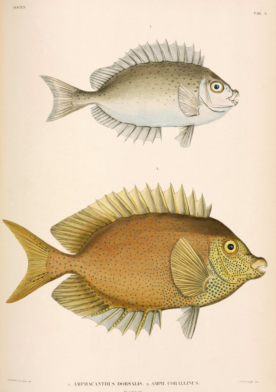 Amphacanthus dorsalis, Amphacanthus corallinus, Indonesia tekijältä Unbekannter Künstler