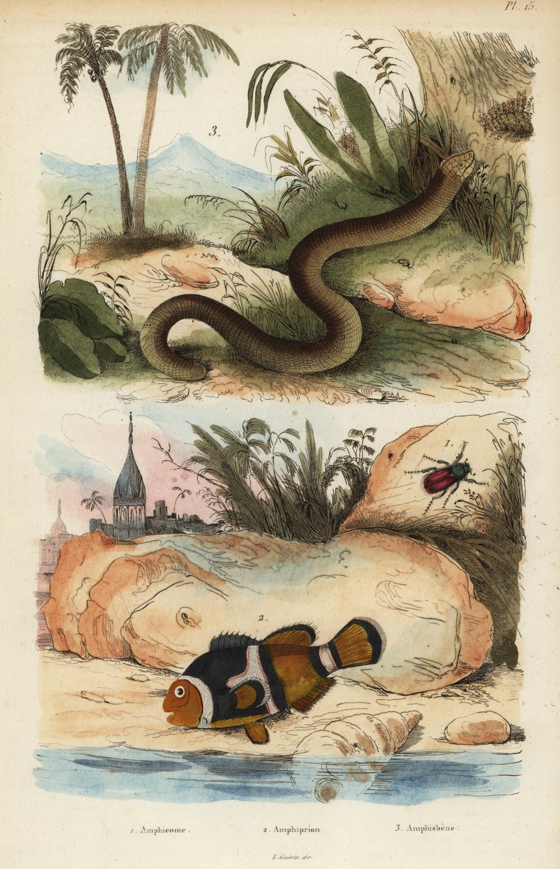 Amphicoma sculelata 1, satulapelle, Amphiprion polymnus 2 ja valkoinen matolisko, Amphisbaena alba 3. Amphiprion laticlavius ​​​​Amphicome, Amphiprion, Amphisbene tekijältä Unbekannt