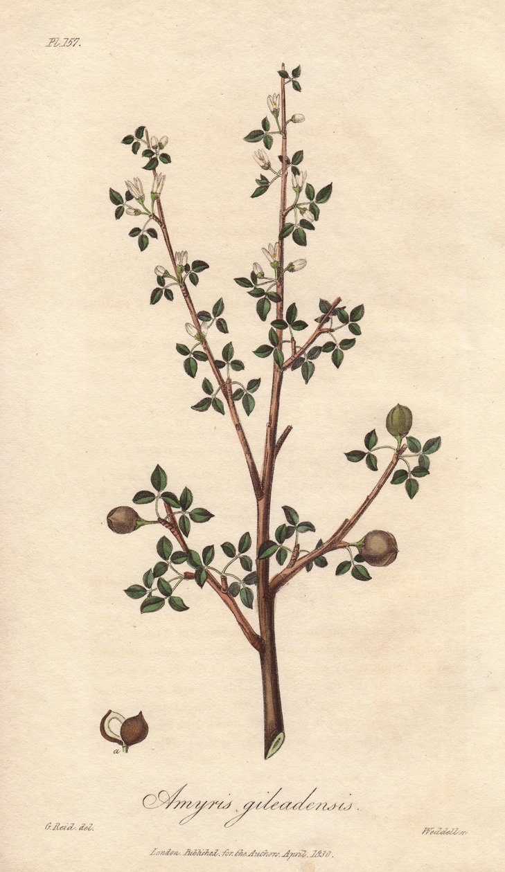 Amyris elemifera tai Elemi Tree (Commiphora gileadensis) William Clarken vahva vesi kuvittaa John Stephensonin ja James Morss Churchillin "Medical Botanical, Description of the Medicinal Plants of London, Edinburgh and Dublin", joka on julkaistu Londossa. tekijältä Unbekannter Künstler