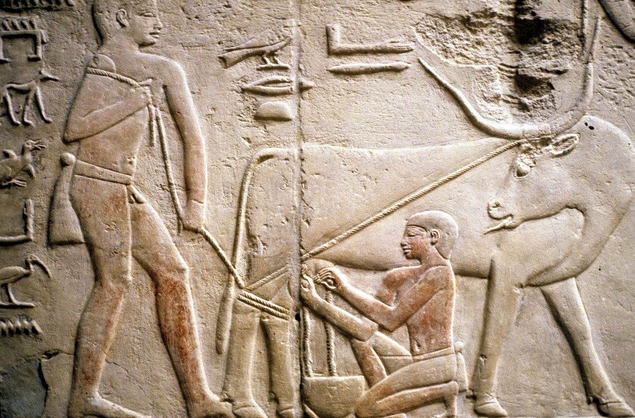 Muinainen Egypti: Saqqarah (tai Saqqara tai Sakkarah): Vanhan Imperiumin hautausmaa, aatelisten hauta. Yksityiskohta puhvelin lypsämistä kuvaavista reliefeistä. tekijältä Leopold Blonder