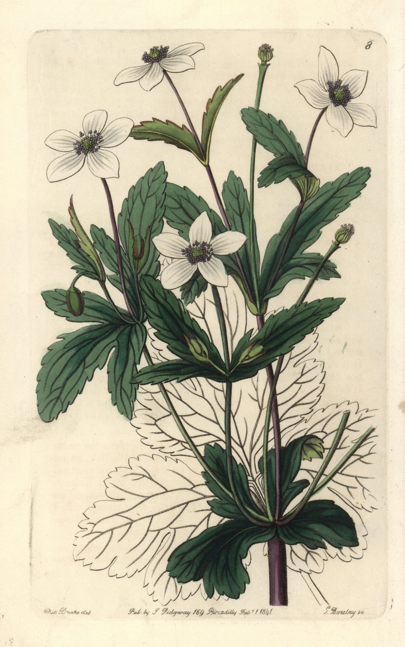 Anemone des rives - Rill anemone, Anemone rivularis. George Barclayn käsin värjätty kuparipiirros Miss Sarah Draken kuvituksen mukaan, Edwards