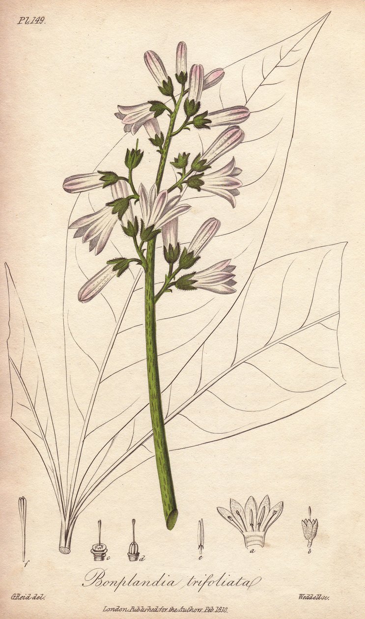 Angostura-puu, Angostura trifoliata tekijältä Unbekannter Künstler