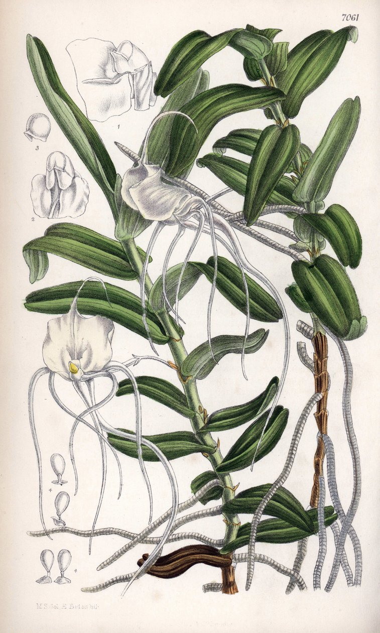Angraecum germinyanum, Madagasvarin valkoinen orkidea. Nimetty ranskalaisen kreivi Adrien de Germinyn mukaan. Matilda Smithin (1854-1926) piirros, J.N. Fitchin litografia, Curtis Botanical Magazine, kirjoittanut Joseph Dalton Hooker, julkaissut L. Reeve an tekijältä Unbekannter Künstler