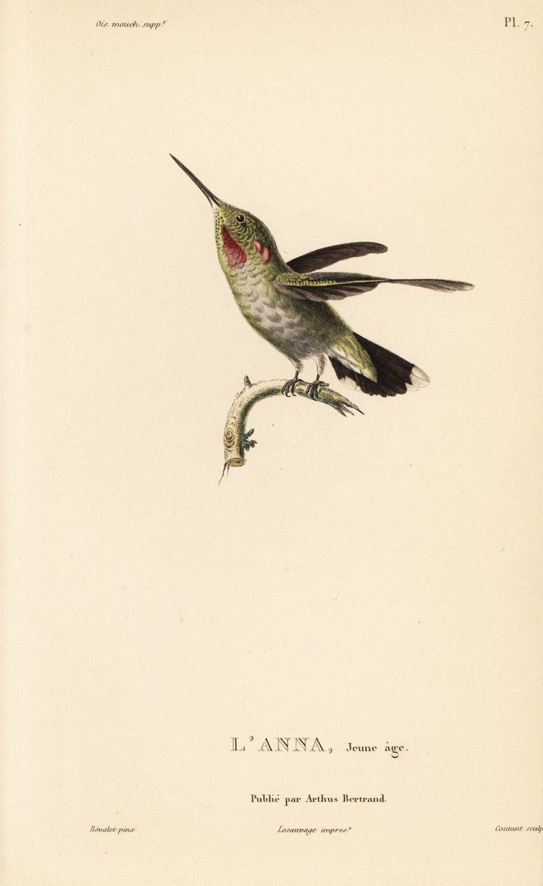 Annakolibri, Calypte anna (Ornismya anna), nuori. Coutantin käsivärillinen teräskaiverrus Jean-Gabriel Pretren kuvituksen mukaan, joka on peräisin Rene Primevere Lessonin teoksesta Natural History of the Colibri Genus of Hummingbirds. tekijältä Unbekannter Künstler