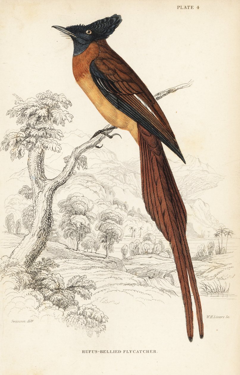 Annobonin paratiisikärpässiipi, Terpsiphone smithii, haavoittuva. (Rufos-bellied flycatcher, Muscipeta rufiventer). William Lizarsin käsin väritetty teräskaiverrus William Swainsonin mukaan Sir William Jardinen Naturalist