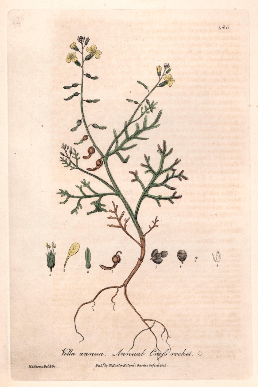 Vella annua (Vella annua) - Isaac Russellin kasvitieteellinen laatta, kaiverrettu Charles Matthewsin toimesta, William Baxterin (1788-1871) teoksesta "English Botanical Phenomenes". tekijältä Unbekannter Künstler