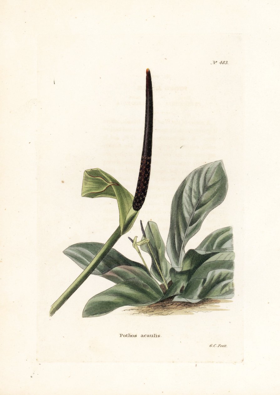 Anthuriumin linnunpesä tai anthuriumkaali (Pothos acaulis) - George Cooken litografia, Conrad Loddiges Botanical Cabinet -lehden (1738-1826) brittiläistä julkaisua varten. tekijältä Unbekannter Künstler