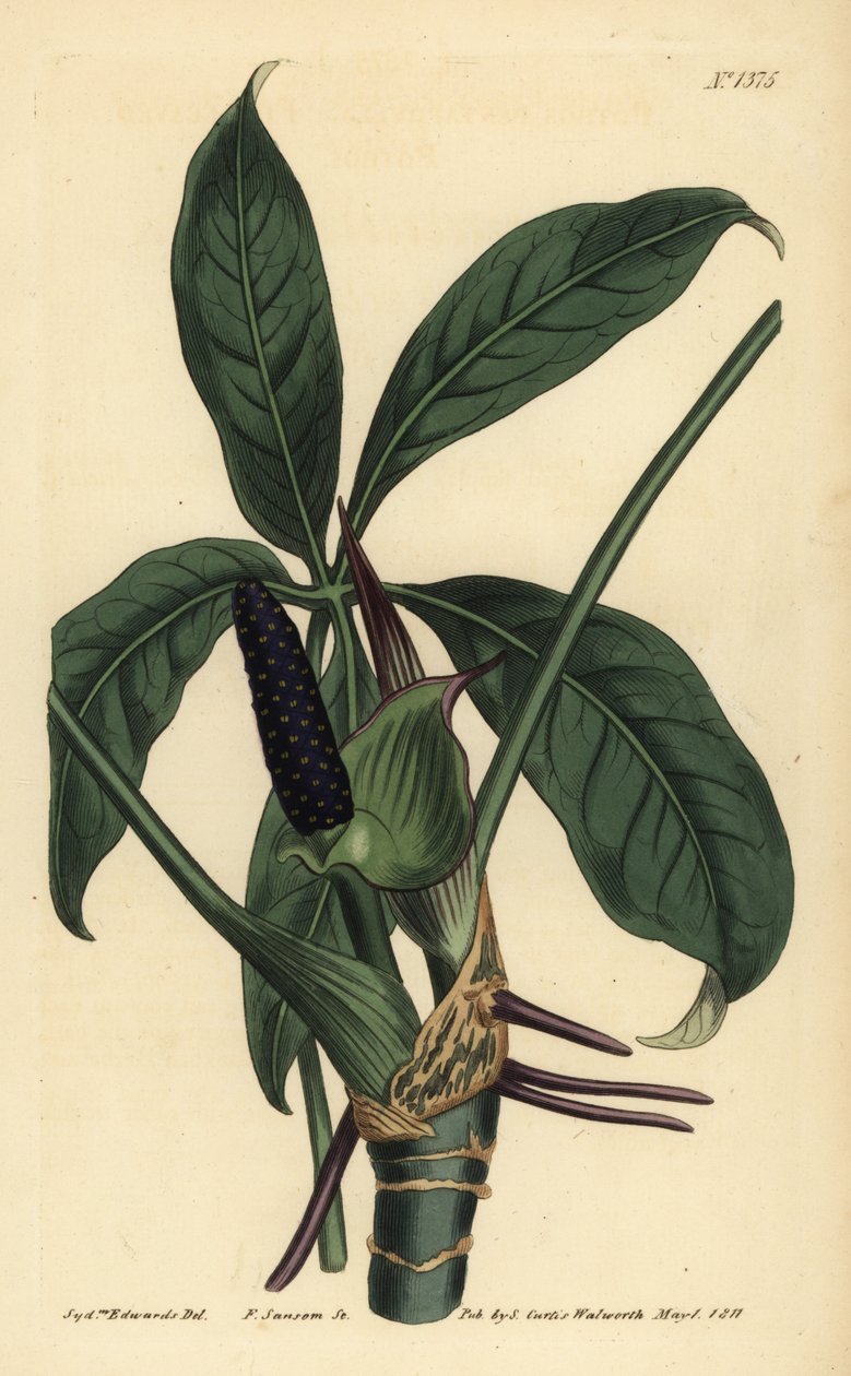 Anthurium palmatum (Viisilehtinen pothos, Pothos pentaphylla) tekijältä Unbekannt