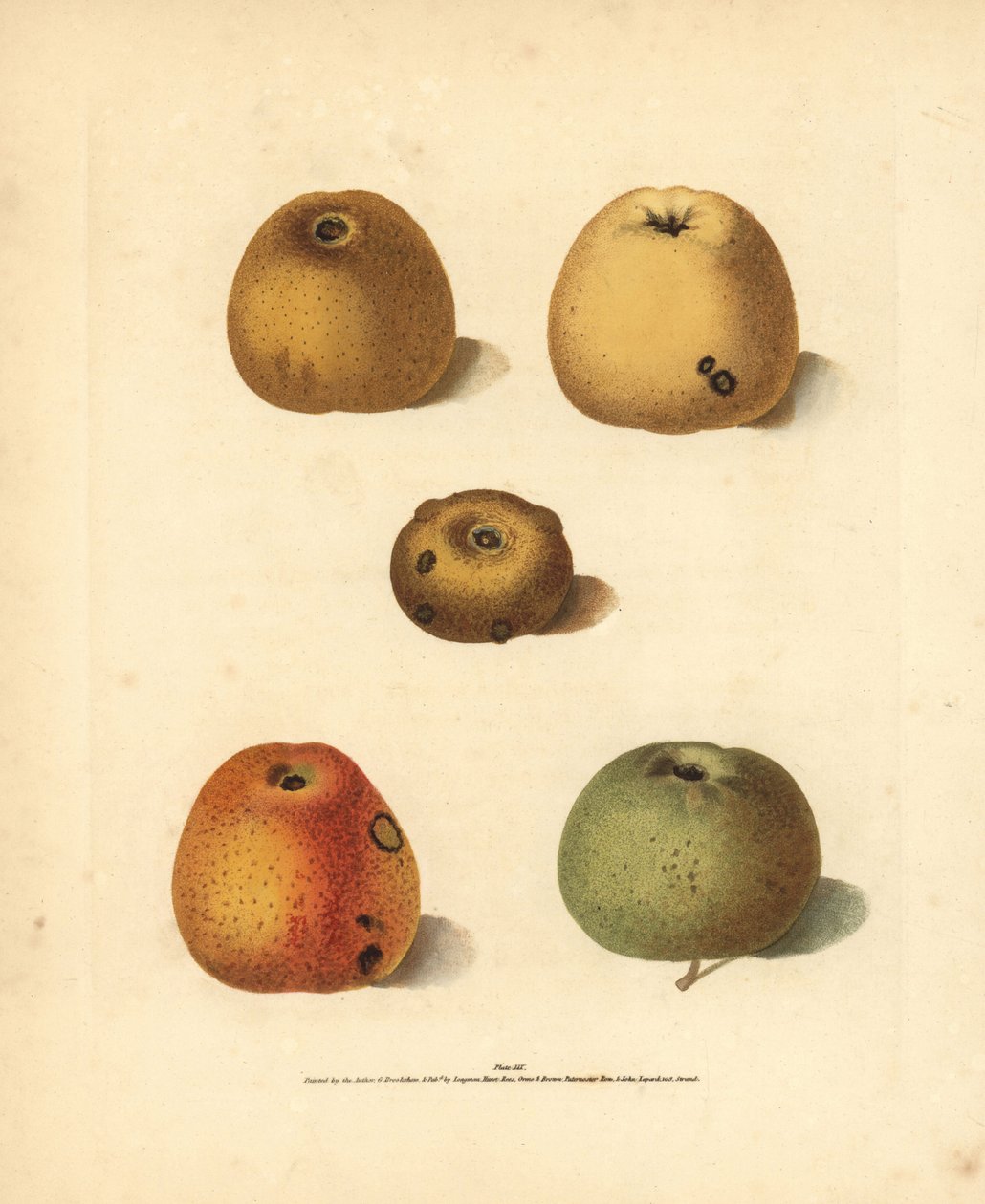 Omenalajikkeet, Malus domestica: Franklin
