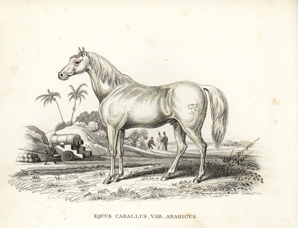 Arabianhevonen, Equus caballus var. arabicus. Sen kyljessä Napoleonin merkki, ranskalaisia sotilaita ja tykkejä Pohjois-Afrikan taistelukentällä. Käsinväritetty litografia Georg Friedrich Treitschken luonnonhistoriallisesta galleriasta, Naturhistor. tekijältä Unbekannter Künstler
