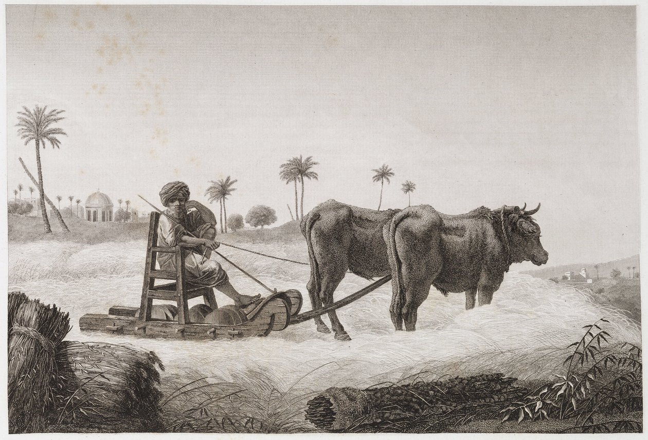 Peltoviljely, sadonkorjuu Puimakone, Egypti, n. 1798 tekijältä Unbekannt