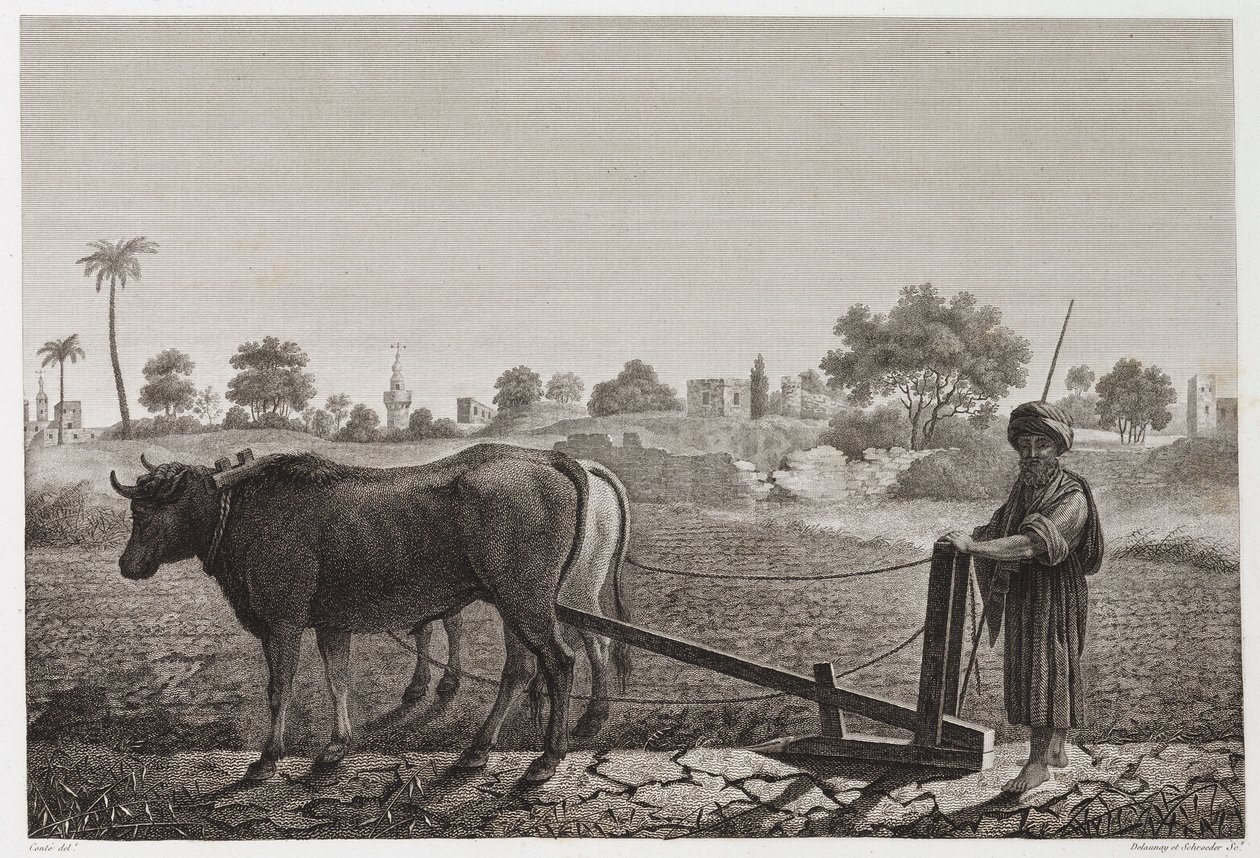 Peltoviljely, kyntö, kyntö härkien kanssa, Egypti, n. 1798 tekijältä Unbekannt