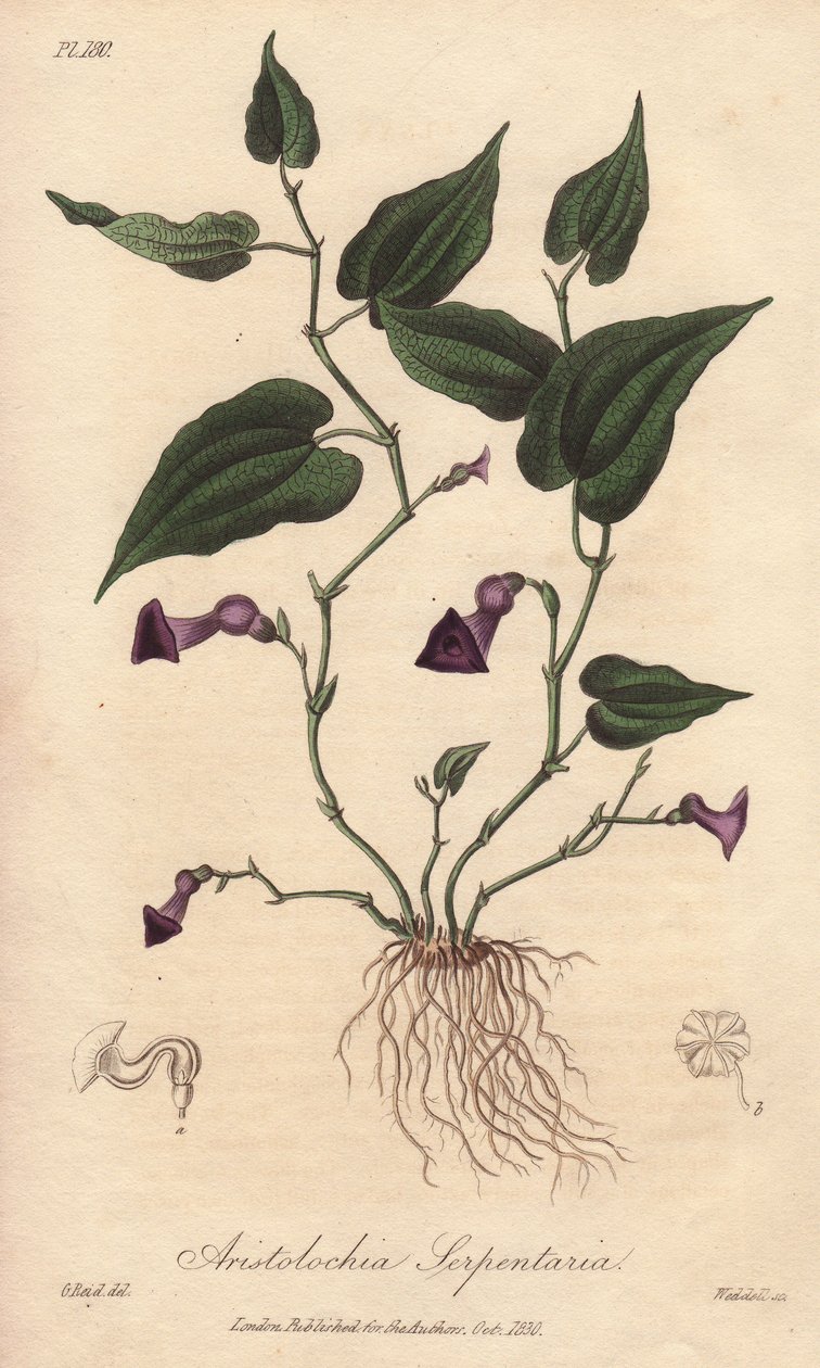 Aristoloche (Aristolochia serpentaria) - William Clarken vahva vesi kuvittaa John Stephensonin ja James Morss Churchillin kirjoittamaa "Medical Botanical, Description of the Medicinal Plants of London, Edinburgh and Dublin", jonka John Churc julkaisi Lonto tekijältä Unbekannter Künstler