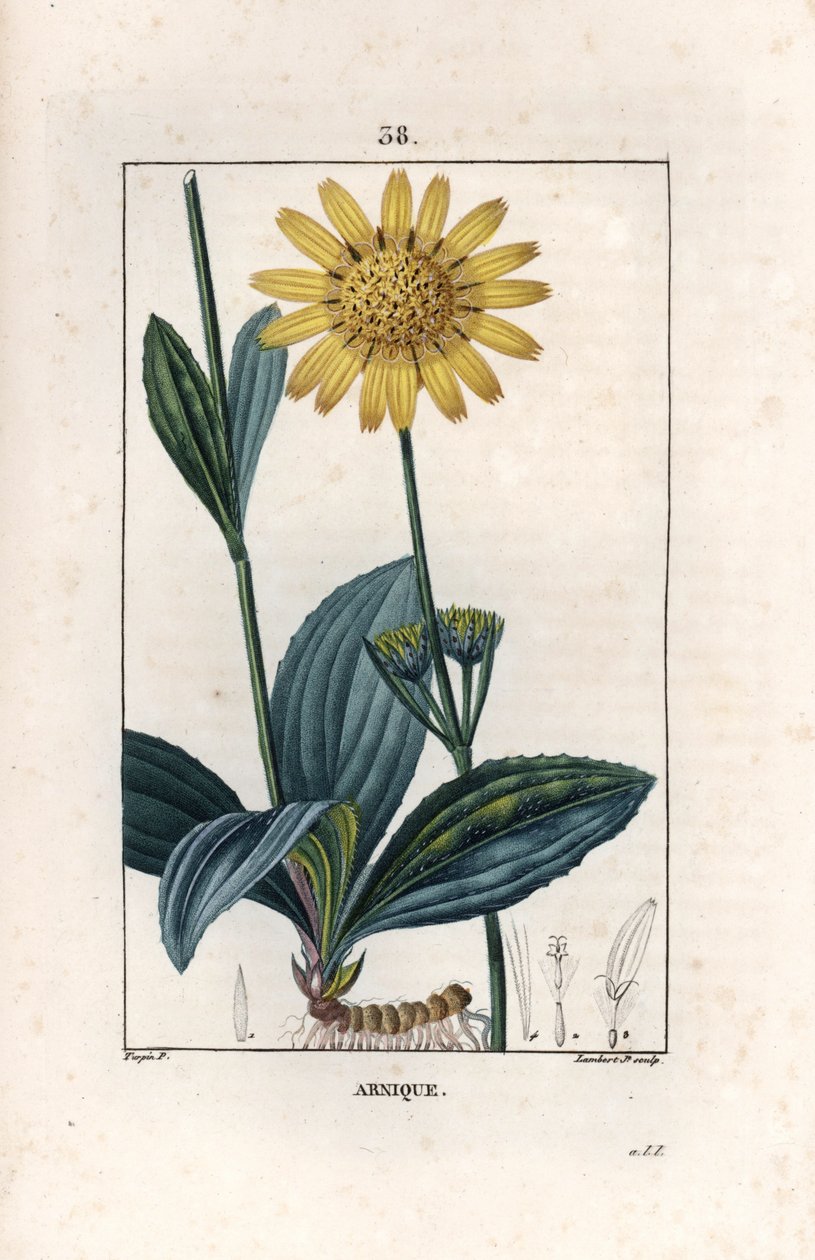 Arnique (arnica) - Lambert fils:n kaiverrus Pierre Jean Francois Turpinin (1775-1840) piirroksen pohjalta, teoksesta La flore medicale, de Chaumeton, Poiret et Chamberet, Pariisi 1830 - Vuoriarniikka, Arnica montana - Lambert juniorin kaiverrus piirroksen  tekijältä Unbekannter Künstler