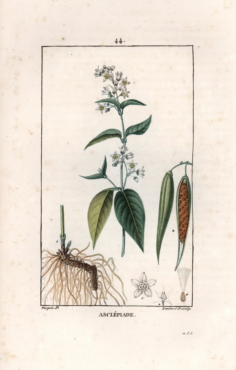 Asclepiade ou herbe à la wadding ou herbe aux parruches - Lambert filsin kaiverrus Pierre Jean Francois Turpinin (1775-1840) piirroksesta, otettu teoksesta La flore medicale, Chaumeton, Poiret et Chamberet, Pariisi 1830 - Pääskynsisara, Vincetoxicum hirund tekijältä Unbekannter Künstler