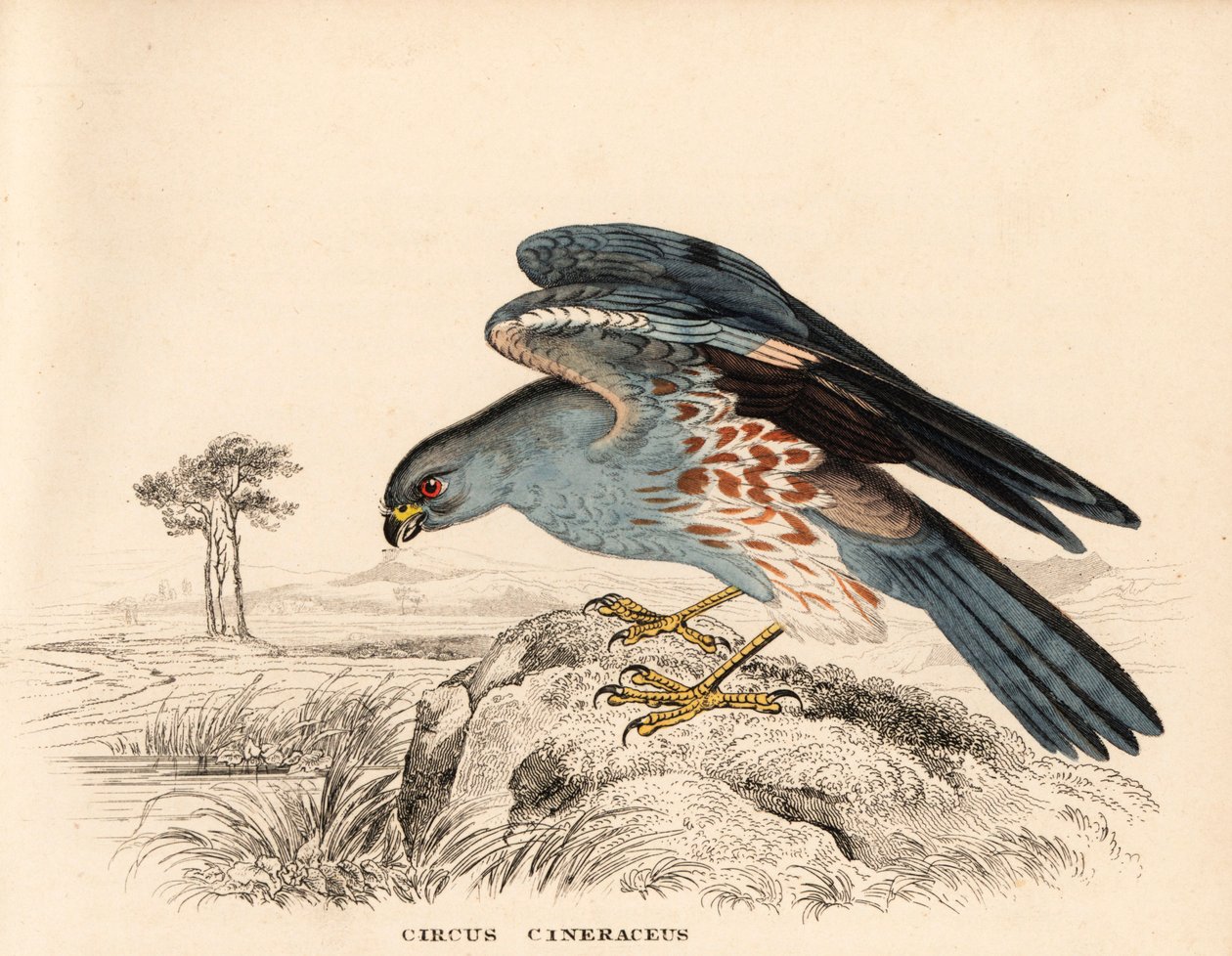 Tuhkakurjenmiekka, Circus cineraceus. Käsinvärjätty teräskaiverrus Georg Friedrich Treitschken luonnonhistoriallisesta galleriasta, Naturhistorischer Bildersaal des Thierreiches, Liepzig. tekijältä Unbekannter Künstler