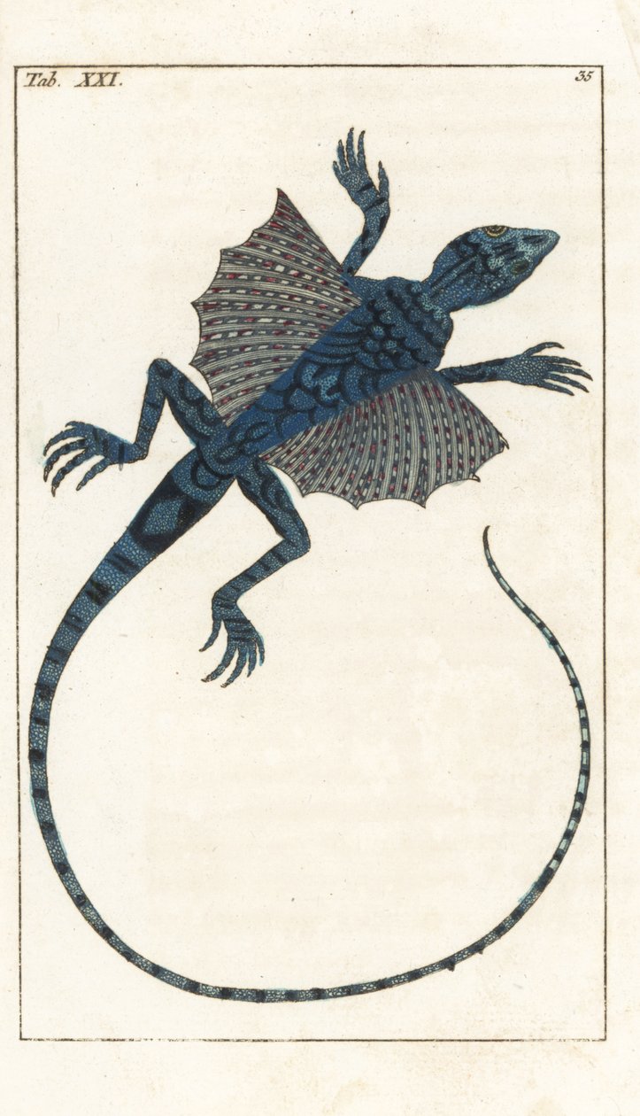 Aasialainen lentävä lisko - Forte Water Gottlieb Tobias Wilhelmin (1758-1811) kirjoittama, luonnonhistoriallisesta tietosanakirjasta (Encyclopedie of Natural History): Amphibians tekijältä Unbekannter Künstler