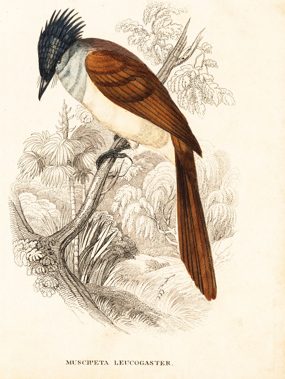 Aasialainen paratiisikärpässiipi (Himalajan kärpässiipi), Terpsiphone paradisi leucogaster (Muscipeta leucogaster). Käsinväritetty teräskaiverrus Georg Friedrich Treitschken luonnonhistoriallisesta galleriasta, Naturhistorischer Bildersaal des Thierreiches tekijältä Unbekannter Künstler