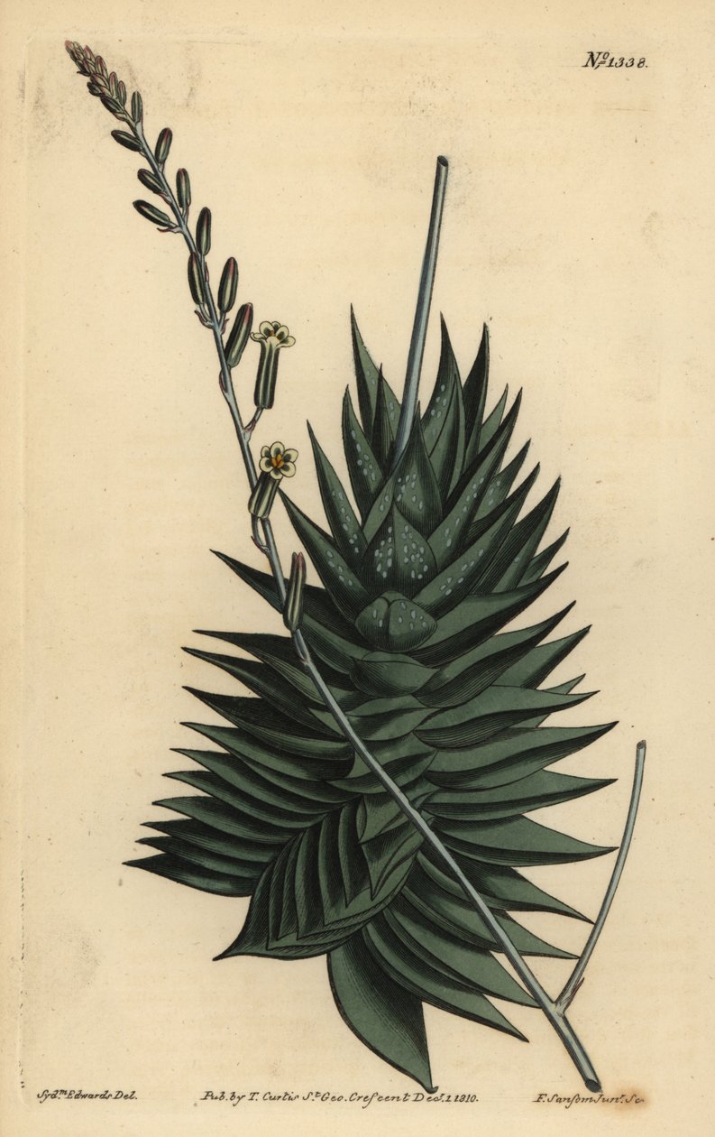 Astrolobes spiralis (Pentagonal aloe, Aloe pentagona) tekijältä Unbekannt