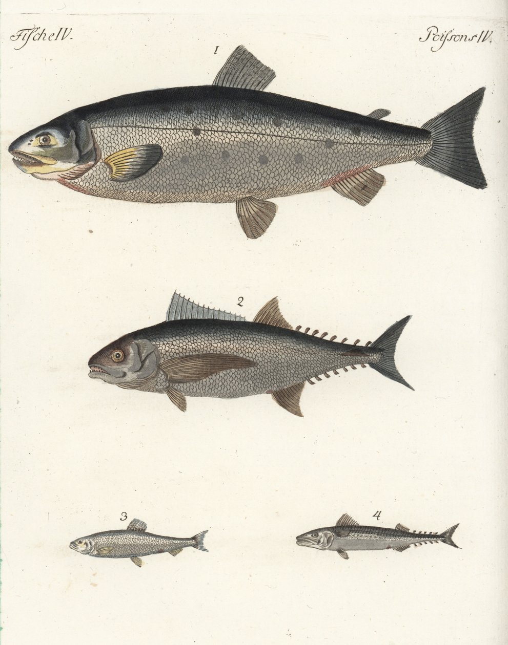 Atlantin lohi, Salmo salar 1, tonnikala, Thunnus species 2, silakka, Clupea harengus 3, ja makrilli, Scomber scombrus 4. Käsinväritetty kuparikaiverrus Friedrich Johann Bertuchin Bilderbuch fur Kinder -teoksesta (Kuvakirja lapsille). tekijältä Unbekannter Künstler
