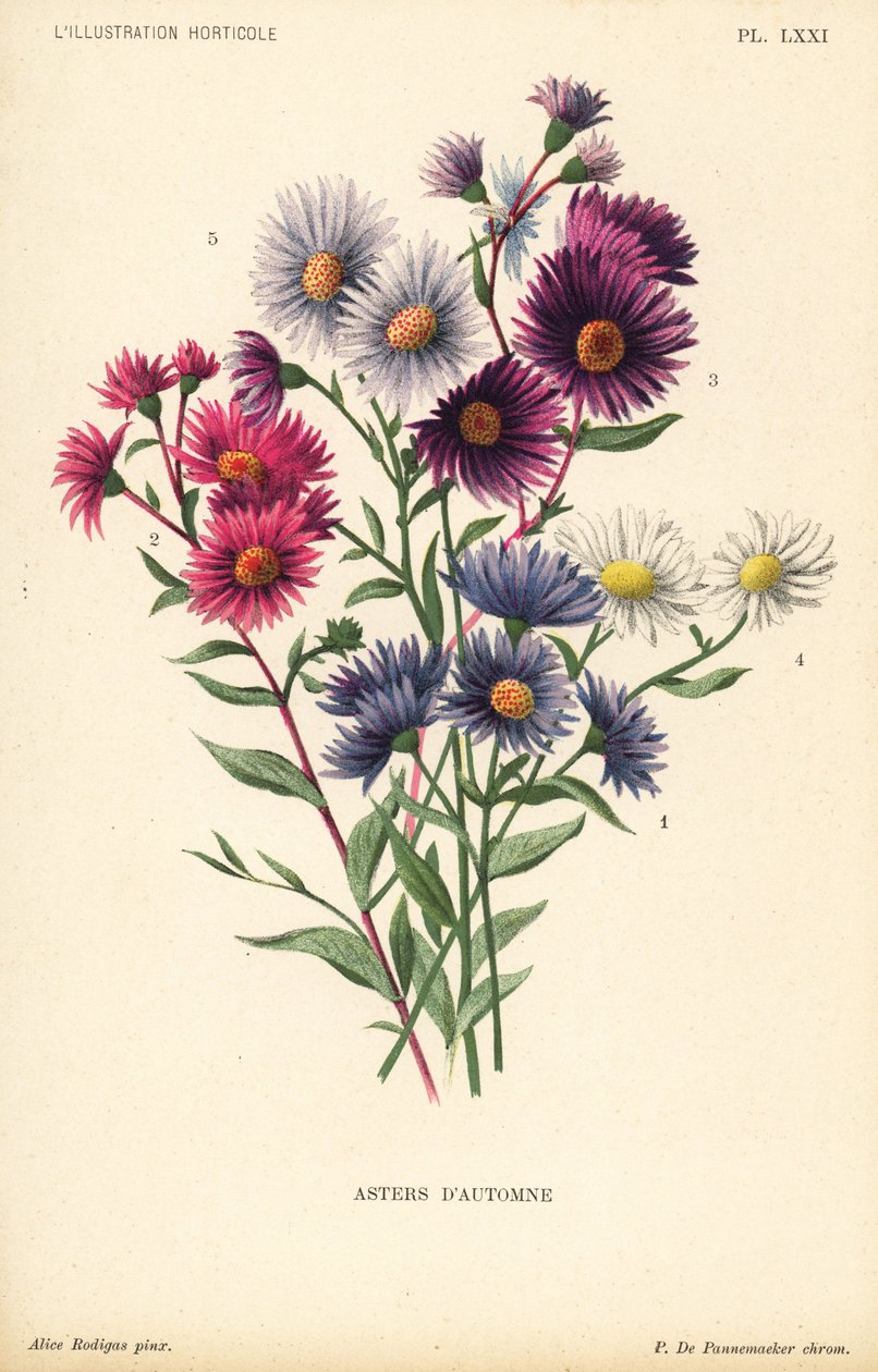 Syksyiset asters: Ruber, Aster novae angliae var. Bowman, Aster amygdalinus ja Aster novi belgii Robert Parker. Pieter de Pannemaekerin kromolitografia Alice Rodigasin kuvituksen mukaan f tekijältä Unbekannter Künstler