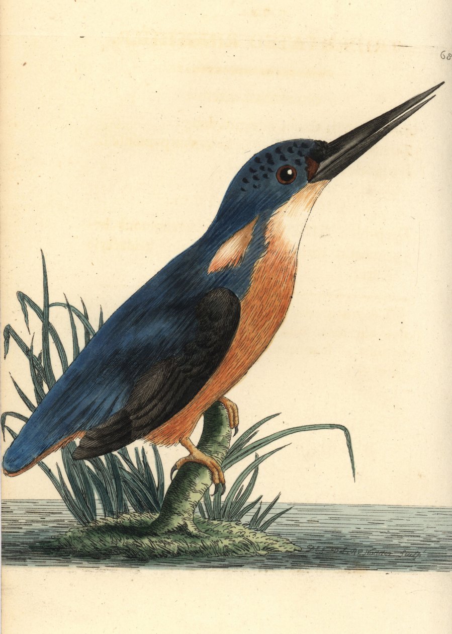 Sininen kuningaskalastaja, Ceyx azureus (Tridigitated kingfisher, Alcedo tribrachys). Kuvituksen on piirtänyt ja kaiverruttanut Richard Polydore Nodder. Käsinväritetty kuparikaiverrus George Shaw