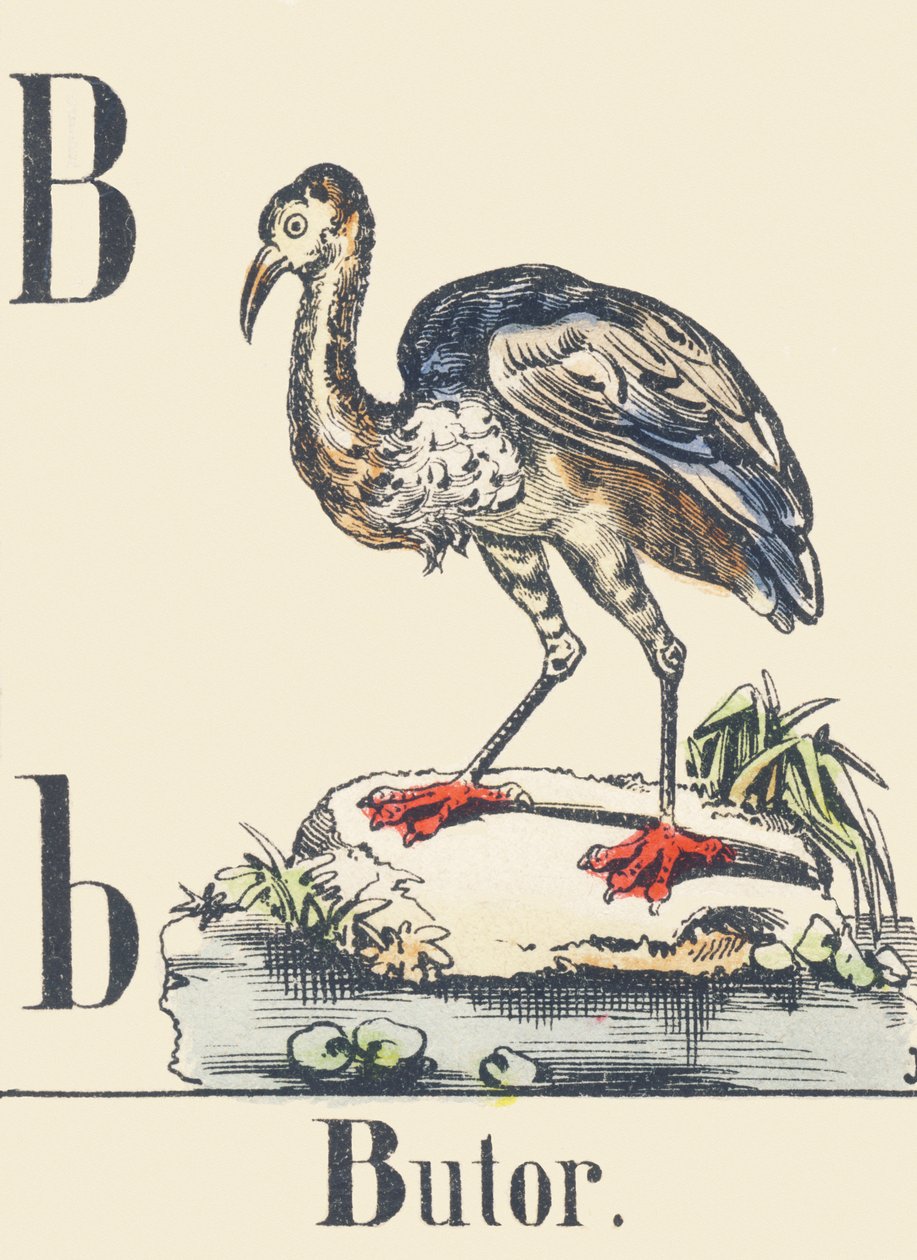 B: Bittern, n. 1880-1900 (kuva). tekijältä Unbekannter Künstler