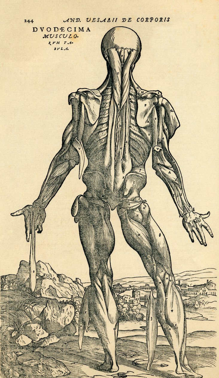 Miehen ihmiskehon selkä, anatominen tutkimus, jonka alun perin julkaisi De Humani Corporis Fabrica Libri Septem (Ihmiskehon kudoksesta seitsemässä kirjassa), Andreas Vesalius, julkaissut Basel tekijältä Unknown