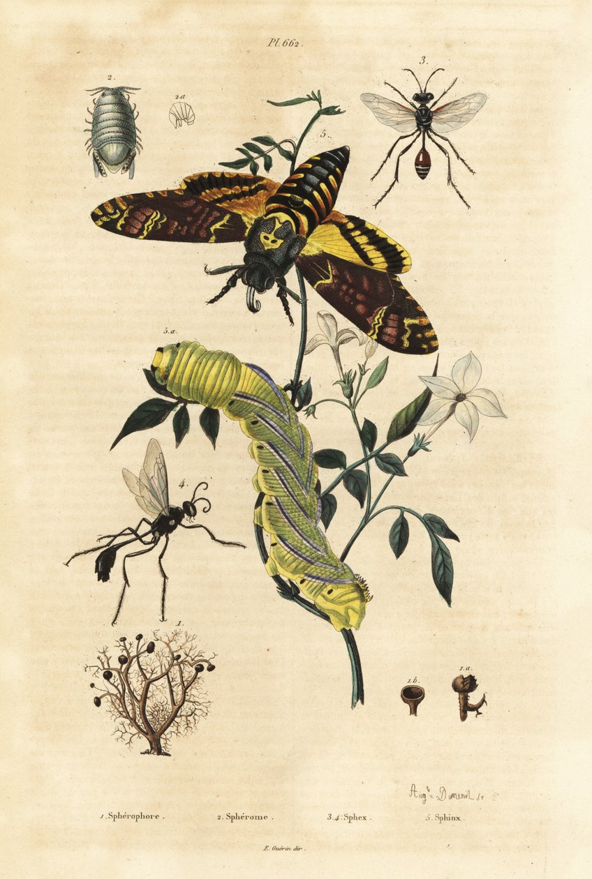 Pallojäkälä, Sphaerophorus globulus 1, Dynamene-äyriäinen 2, kaivaja-ampiaiset, Sphex-lajit 3,4 ja afrikkalainen kuolonpäähaukka, Acherontia atropos ja toukka 5 tekijältä Unbekannt