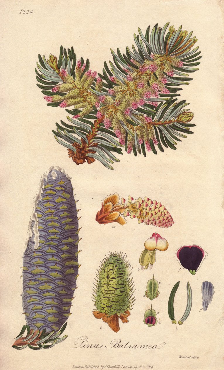 Balsamikuusi (Abies balsamea) - William Clarken vahva vesi kuvittaa John Stephensonin ja James Morss Churchillin "Medical Botanical, Description of the Medicinal Plants of London, Edinburgh and Dublin" -teosta, jonka John Churchill julkaisi Lontoossa vuonn tekijältä Unbekannter Künstler